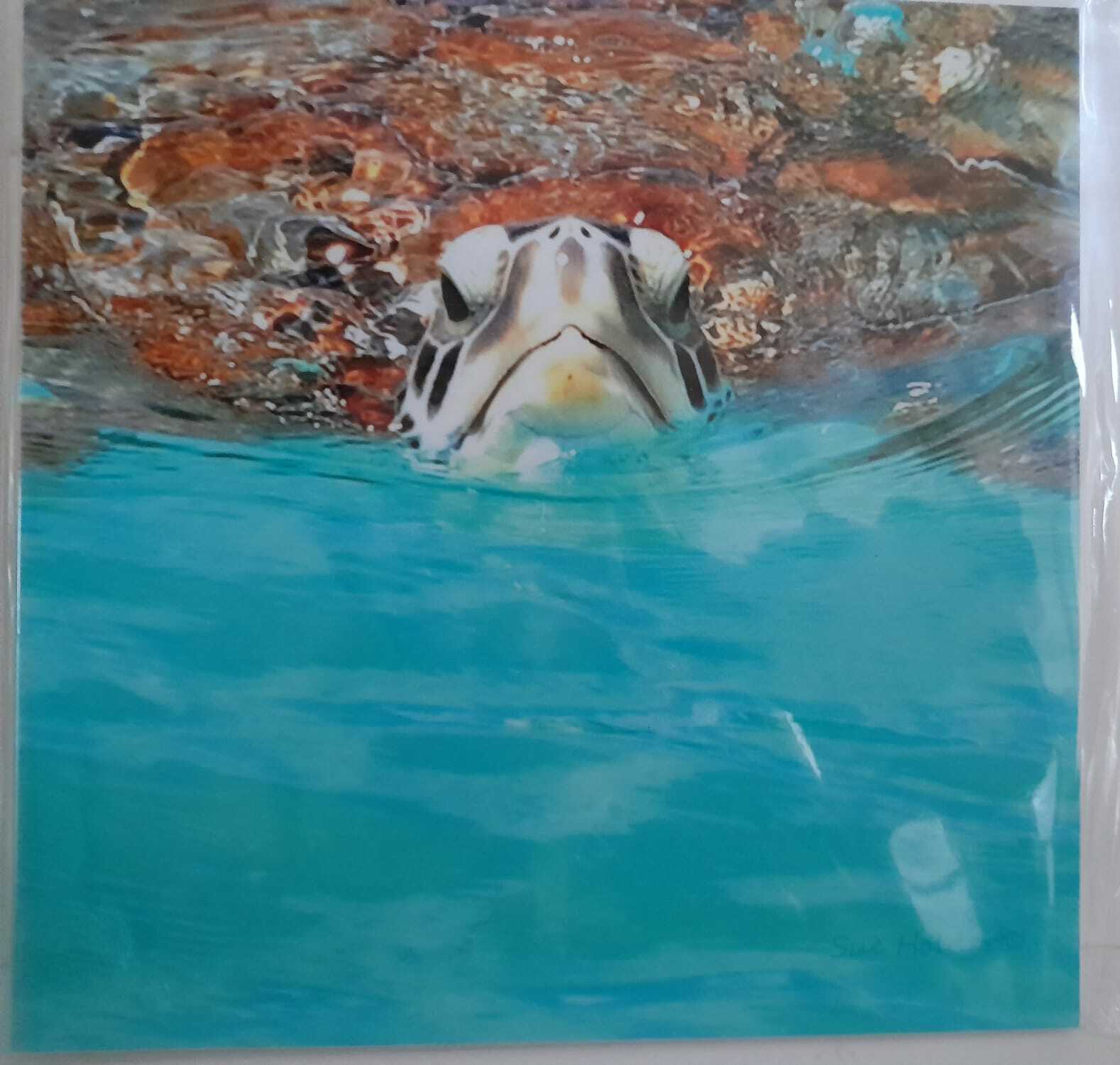 painting of turtle swimming